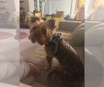 Small #3 Mutt