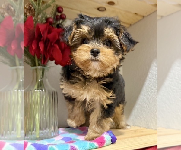 Medium Photo #10 Morkie Puppy For Sale in CASSVILLE, MO, USA