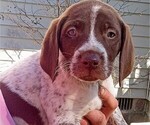 Small Photo #6 German Shorthaired Pointer Puppy For Sale in ALFORD, FL, USA