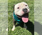 Small #12 American Bulldog-American Staffordshire Terrier Mix