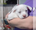 Small #2 American Staffordshire Terrier-Boston Terrier Mix