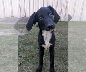 Medium Colonial Cocker Spaniel Mix