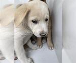 Small Labrador Retriever