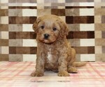 Small #3 Cavapoo (Miniature)