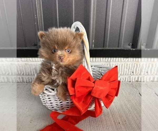 Medium Photo #2 Pomeranian Puppy For Sale in MIDDLEBURY, IN, USA