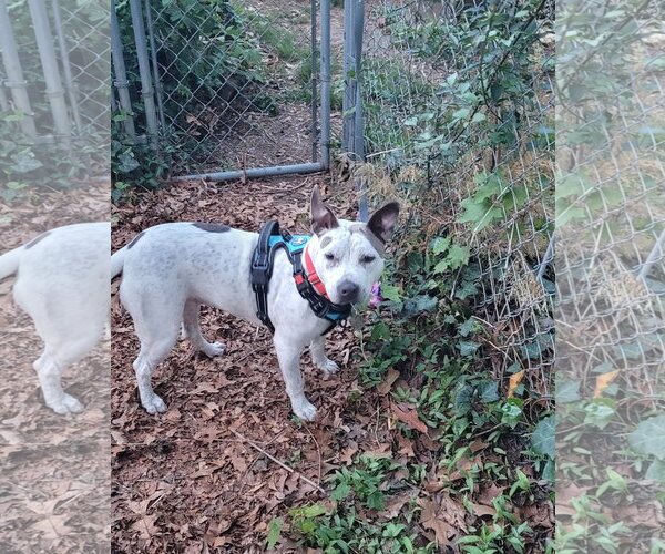 Medium Photo #3 Mutt Puppy For Sale in Oakhurst, NJ, USA