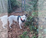 Small #2 Mutt