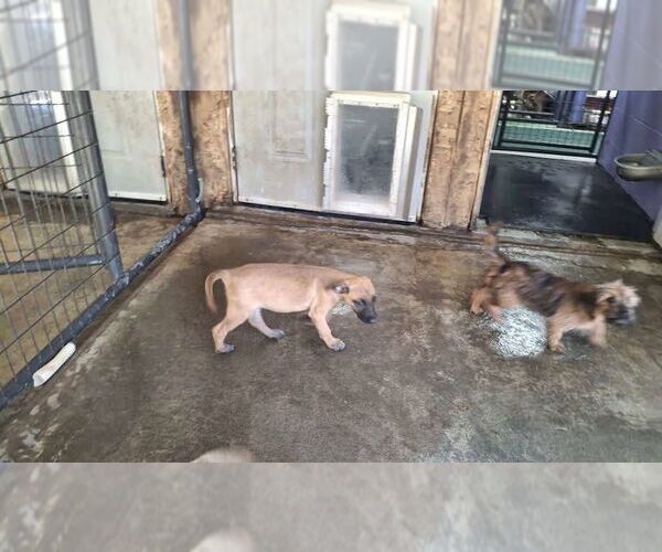 Medium Photo #4 Mutt Puppy For Sale in Sebec, ME, USA