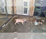 Small #3 Mutt