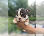 Small #3 English Bulldog