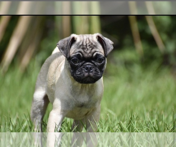Medium Photo #2 Pug Puppy For Sale in PALM COAST, FL, USA