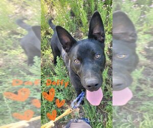 Labrador Retriever-Unknown Mix Dogs for adoption in Monte Vista, CO, USA