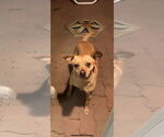 Small #1 Chihuahua Mix