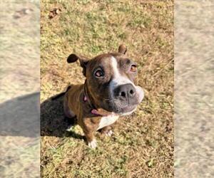 American Pit Bull Terrier-Unknown Mix Dogs for adoption in Derwood, MD, USA