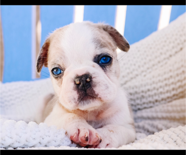 Medium Photo #10 French Bulldog Puppy For Sale in HESPERIA, CA, USA