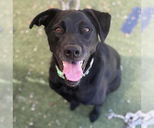 Medium Photo #4 Labrador Retriever-Unknown Mix Puppy For Sale in San Diego, CA, USA