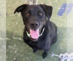 Small #3 Labrador Retriever Mix