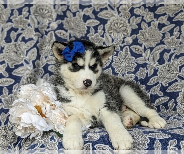 Medium Photo #3 Siberian Husky Puppy For Sale in QUARRYVILLE, PA, USA