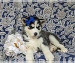 Small Photo #3 Siberian Husky Puppy For Sale in QUARRYVILLE, PA, USA