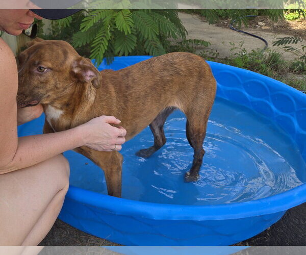 Medium Photo #4 Mutt Puppy For Sale in Jackson, MS, USA