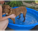 Small Photo #4 Mutt Puppy For Sale in Jackson, MS, USA