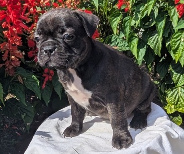 Medium Photo #57 Faux Frenchbo Bulldog Puppy For Sale in GOSHEN, IN, USA