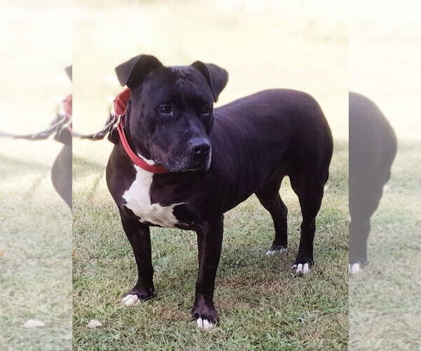 Medium Photo #11 American Pit Bull Terrier Puppy For Sale in St. Louis Park, MN, USA