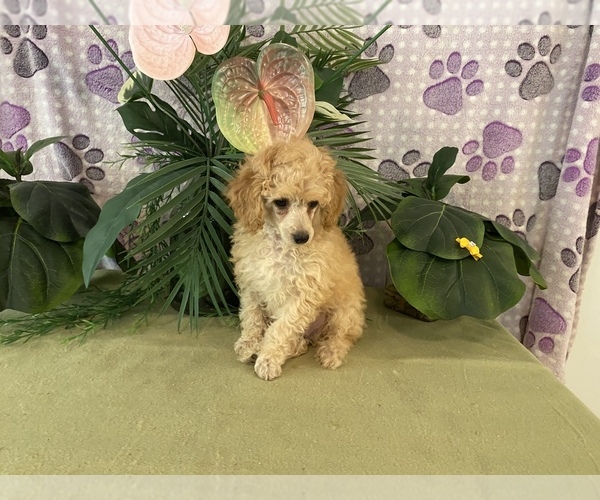 Medium Photo #6 Poodle (Toy) Puppy For Sale in WINSTON SALEM, NC, USA