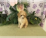 Small Photo #6 Poodle (Toy) Puppy For Sale in WINSTON SALEM, NC, USA