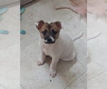 Small Pomeranian Mix