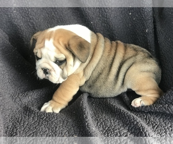 Medium Photo #9 English Bulldog Puppy For Sale in BOWLING GREEN, KY, USA