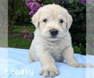 Labradoodle-Poodle (Standard) Mix Puppy for sale in LINDEN, TN, USA