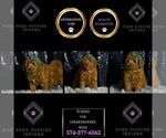 Puppy Charie F1BB Goldendoodle (Miniature)