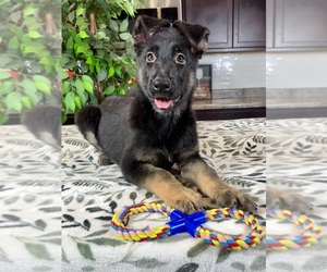 German Shepherd Dog Puppy for sale in GREENWOOD, IN, USA