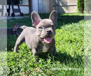 French Bulldog Puppy for Sale in PASCO, Washington USA