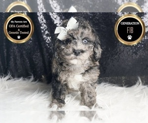 Medium Goldendoodle (Miniature)