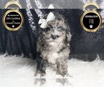 Puppy Simpson F1B Goldendoodle (Miniature)