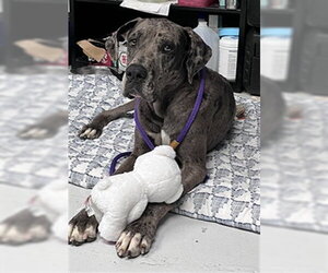 Great Dane-Unknown Mix Dogs for adoption in Corpus Christi, TX, USA