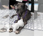 Small Great Dane Mix