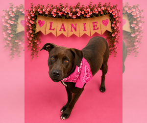 Labrador Retriever-Unknown Mix Dogs for adoption in Shillington, PA, USA
