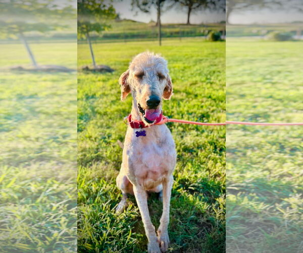 Medium Photo #3 Goldendoodle Puppy For Sale in Pacolet, SC, USA