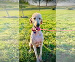 Small #2 Goldendoodle