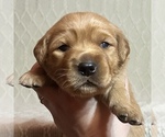 Puppy Auburn Beagle