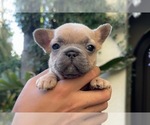 Small #1 French Bulldog