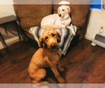 Small Photo #4 Goldendoodle Puppy For Sale in SWEETWATER, TN, USA