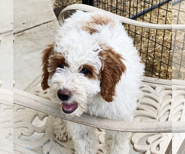 Medium Photo #2 Goldendoodle Puppy For Sale in CORNING, CA, USA