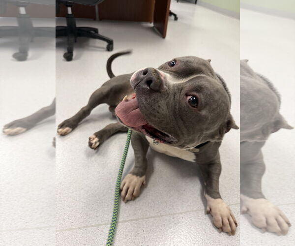 Medium Photo #8 Bulldog-Unknown Mix Puppy For Sale in Virginia Beach, VA, USA