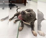 Small #7 Bulldog Mix