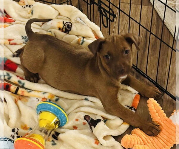 Medium Photo #5 American Pit Bull Terrier-Unknown Mix Puppy For Sale in Germantown, OH, USA