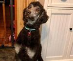 Small Photo #1 Goldendoodle Puppy For Sale in WESTFIELD, NC, USA